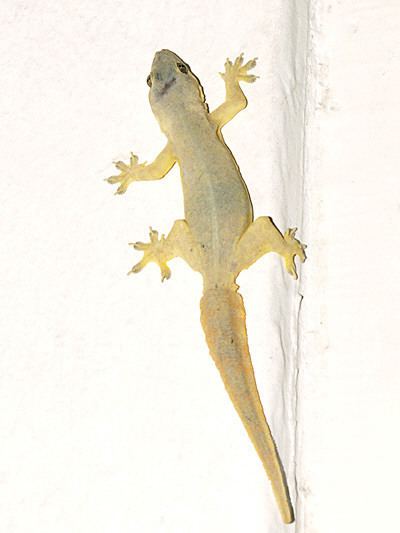 Flat-tailed house gecko wwwecologyasiacomimagesdefflattailedgecko1