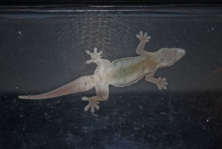 Flat-tailed house gecko FileFlattailed House Gecko Cosymbotus platyurus3jpg Wikimedia
