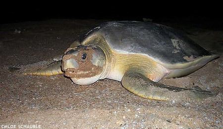 Flatback sea turtle Flatback Sea Turtles Natator depressus MarineBioorg