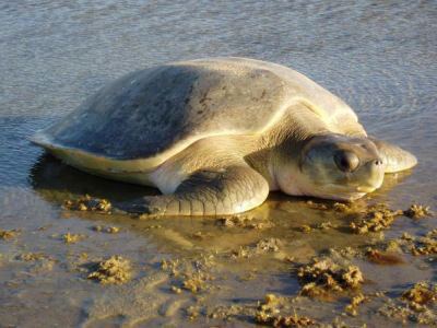 Flatback sea turtle marinebioorguploadNatatordepressus5jpg