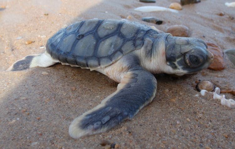 Flatback sea turtle Flatback sea turtle Wikiwand