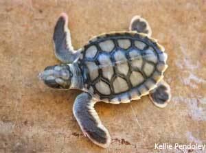 Flatback sea turtle Information About Sea Turtles Flatback Sea Turtle Sea Turtle
