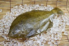 Flatfish Flatfish Wikipedia