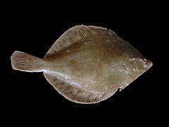 Flatfish httpsuploadwikimediaorgwikipediacommonsthu