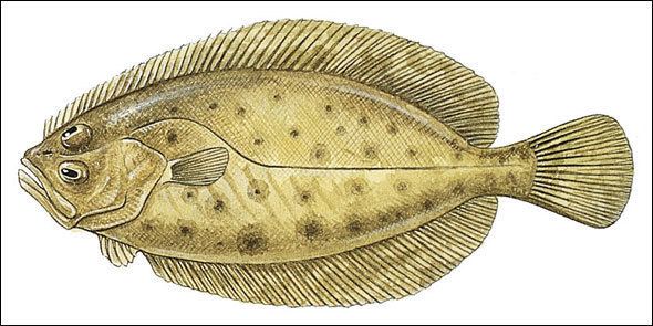 Flatfish Know your flatfish species with our identification guide Sea Angler