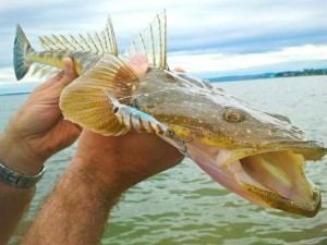 Flathead (fish) Flathead fishing can be done on either spin Alvey or even the humble