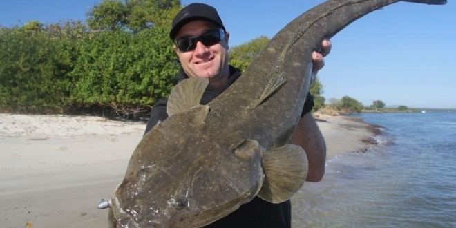 Flathead (fish) Tips for targeting flathead Bush 39n Beach Fishing Magazine