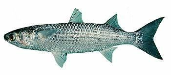 Flathead grey mullet wwwfishingkhaolakcomimagesfishsaltwaterfish