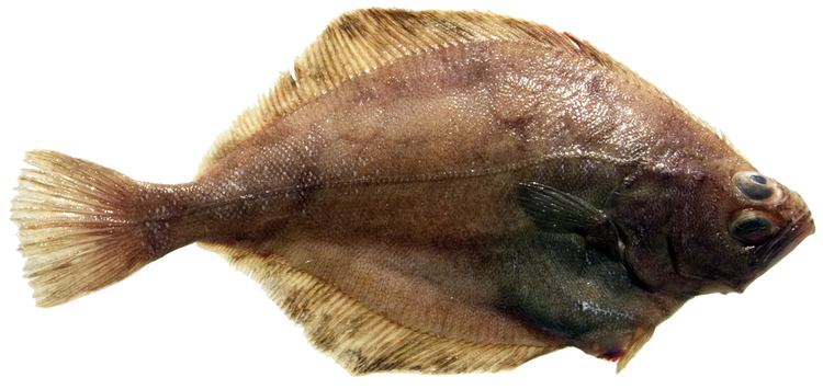 Flathead sole Bottomfish Identification Guide Flathead Sole Hippoglossoides