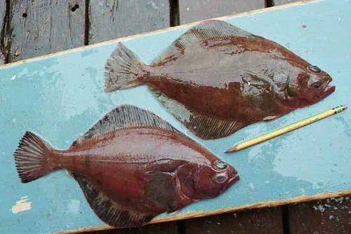 Flathead sole ODFW Finfish Species Flatfish