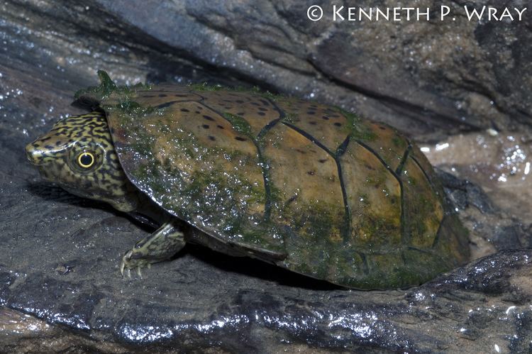Flattened musk turtle Sternotherus depressus Flattened Musk Turtle An young Fl Flickr