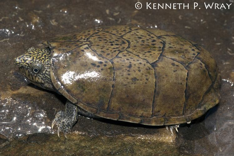 Flattened musk turtle Sternotherus depressus Flattened Musk Turtle An adult ma Flickr