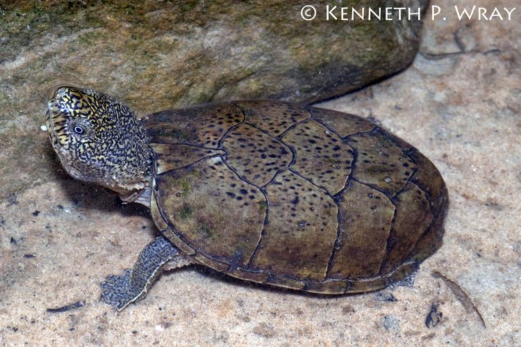 Flattened musk turtle Sternotherus depressus Flattened Musk Turtle An adult ma Flickr