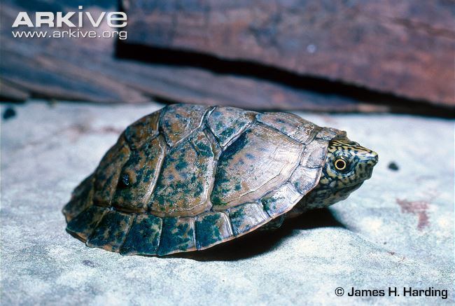 Flattened musk turtle - Alchetron, The Free Social Encyclopedia