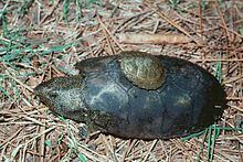 Flattened musk turtle Flattened musk turtle Wikipedia