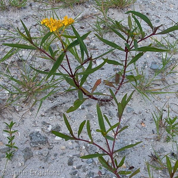 Flaveria linearis Florida Native Plant Society