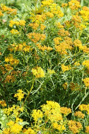 Flaveria linearis Regional Conservation