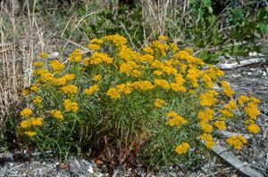 Flaveria linearis IRC Natives for Your Neighborhood