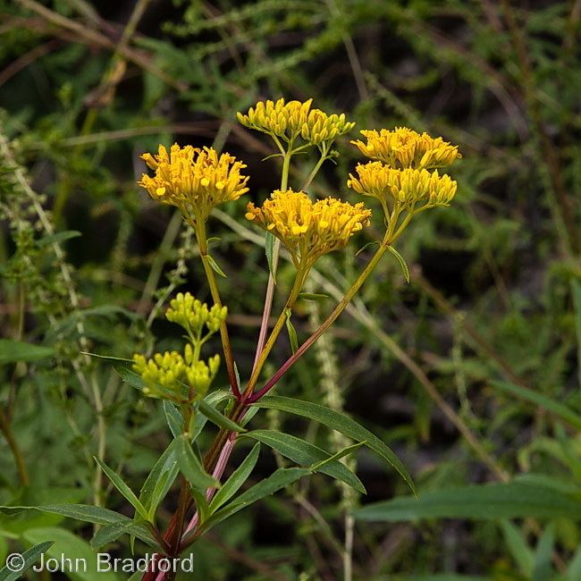 Flaveria linearis Florida Native Plant Society