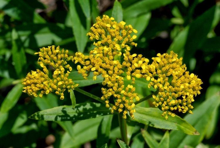 Flaveria linearis Rufino Osorio Flaveria linearis Yellow Top