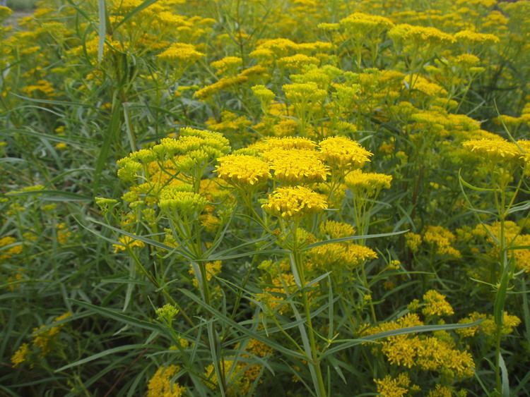 Flaveria linearis Aquatic Plants Of Florida Wildflowers