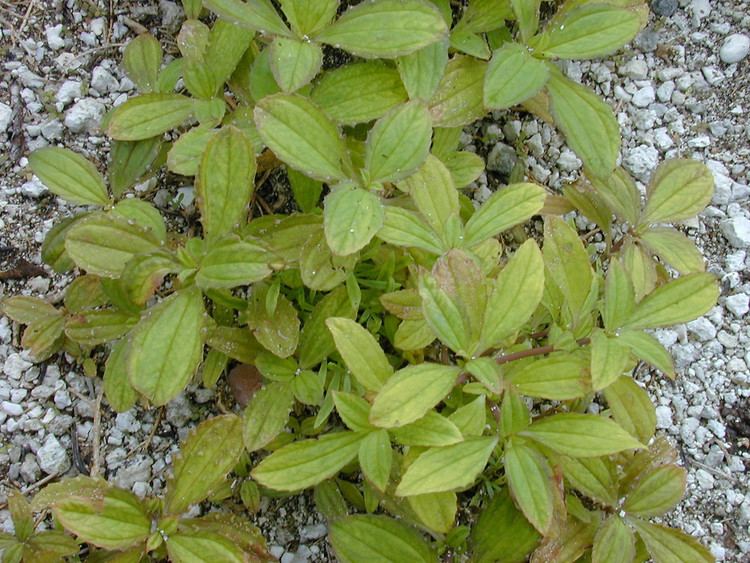 Flaveria trinervia Flaveria trinervia clustered yellowtops Go Botany