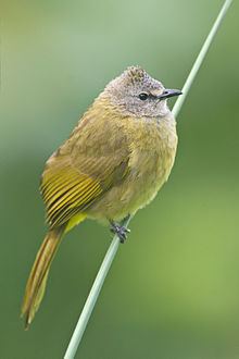 Flavescent bulbul httpsuploadwikimediaorgwikipediacommonsthu