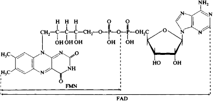 Flavin adenine dinucleotide Flavin adenine dinucleotide Article about flavin adenine