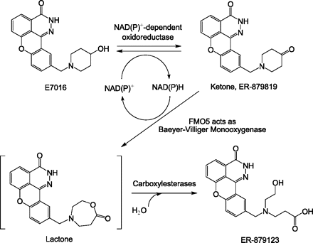 Flavin-containing monooxygenase A BaeyerVilliger Oxidation Specifically Catalyzed by Human Flavin