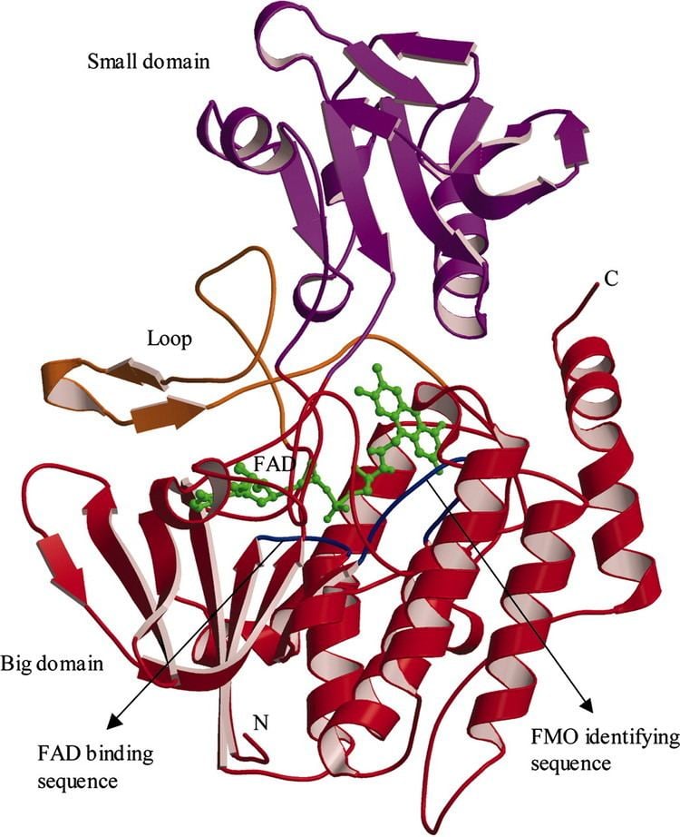 Flavin-containing monooxygenase Mechanism of action of a flavincontaining monooxygenase