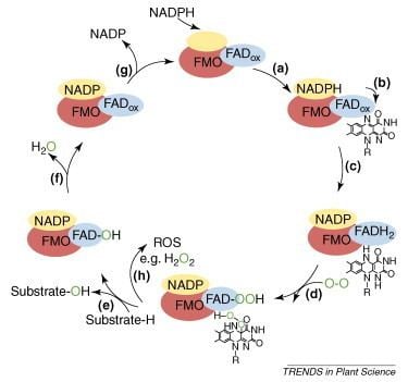 Flavin-containing monooxygenase wwwcellcomcmsattachment5884764494187gr1b1jpg