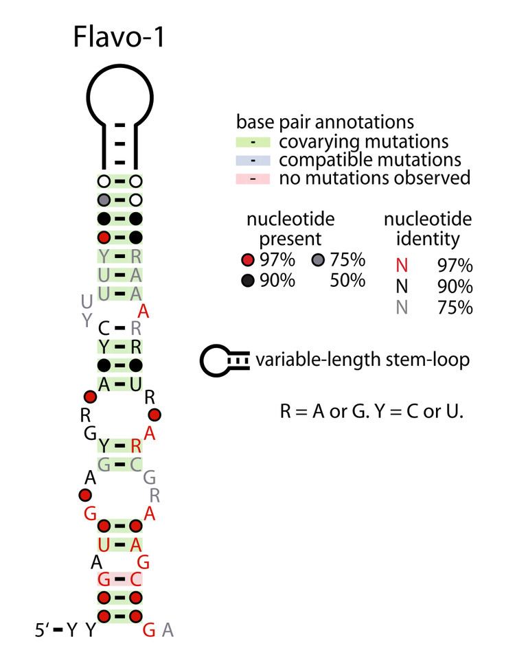 Flavo-1 RNA motif