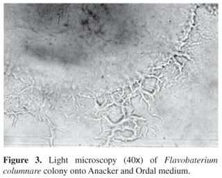 Flavobacterium columnare Isolation and characterization of Flavobacterium columnare