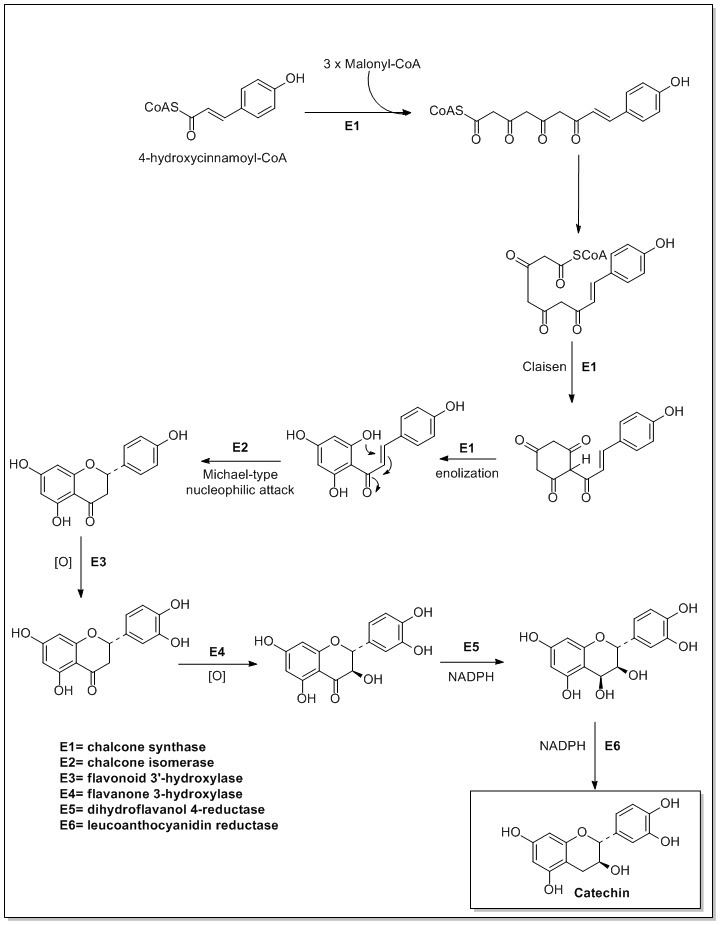 Flavonoid biosynthesis