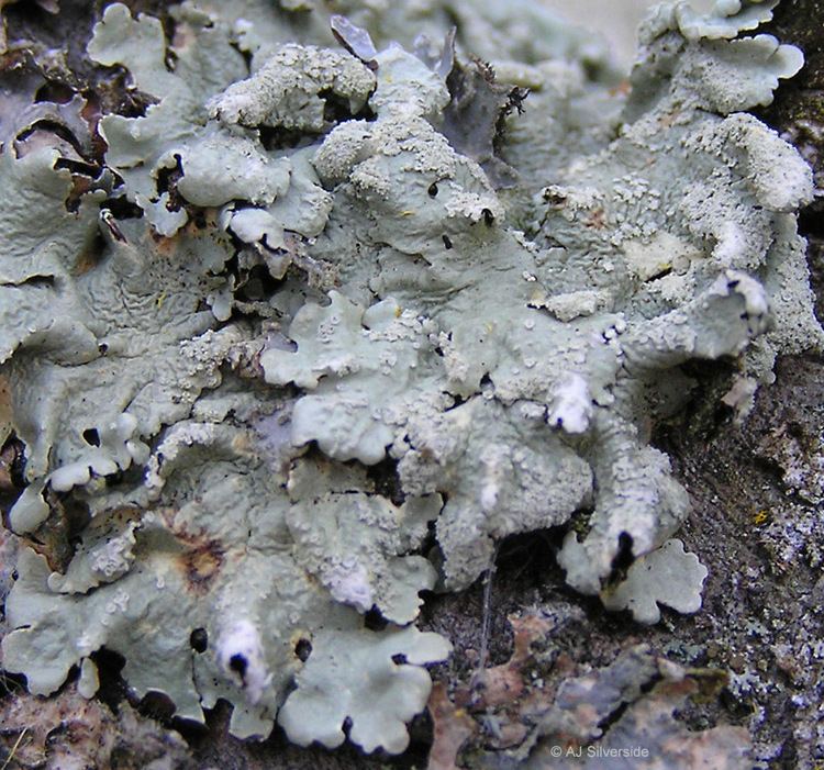 Flavoparmelia caperata Flavoparmelia caperata images of British lichens