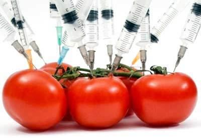 Five tomatoes injected with a syringe