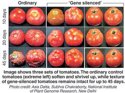 Three sets of tomatoes. The ordinary control tomatoes (left) soften and shrivel up, while the texture of gene-silenced tomatoes (right) remains intact for up to 45 days