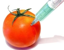 A syringe injected in a Flavr Savr tomato