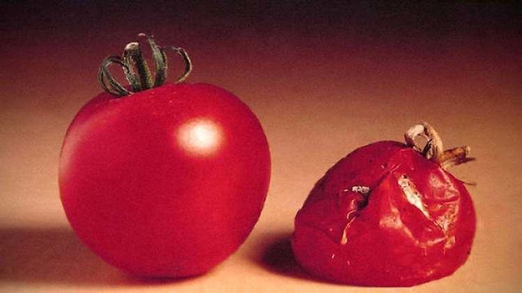 Fresh tomato and a rotten tomato