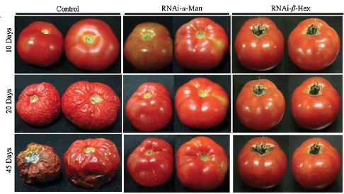 The suppression of N-glycoprotein modifying enzymes, α-mannosidase (α-Man) and β-D-N-acetylhexosaminidase (β-Hex) shown to enhance tomato's shelf life and reduce the rate of softening