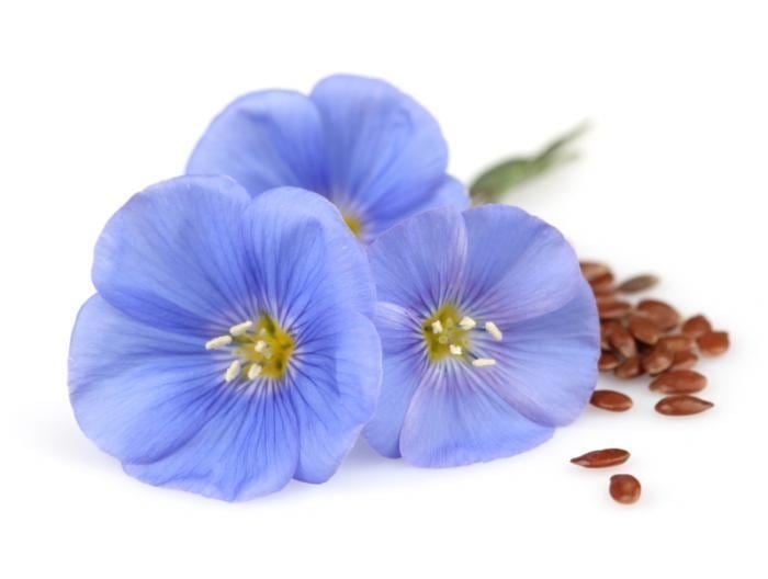 Flax Flaxseed Health Benefits Facts Research Medical News Today