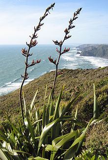 Flax in New Zealand Phormium Wikipedia
