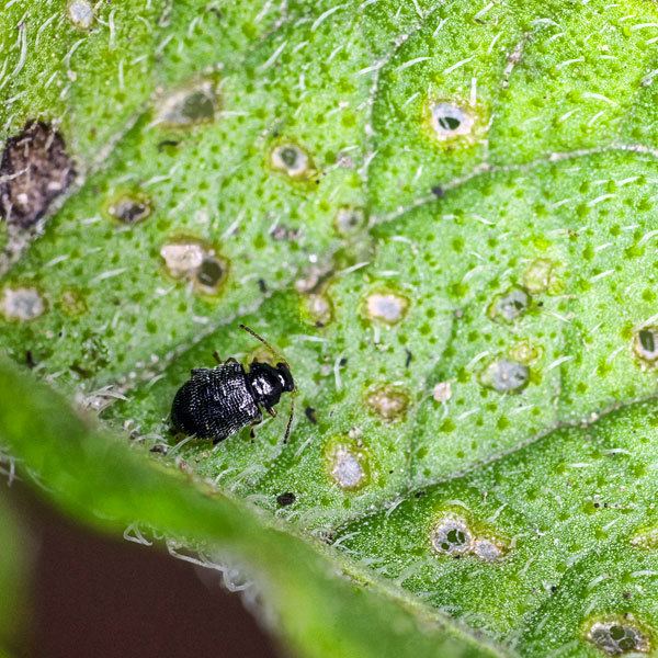 Flea beetle How to Control Flea Beetles in the Organic Garden Planet Natural