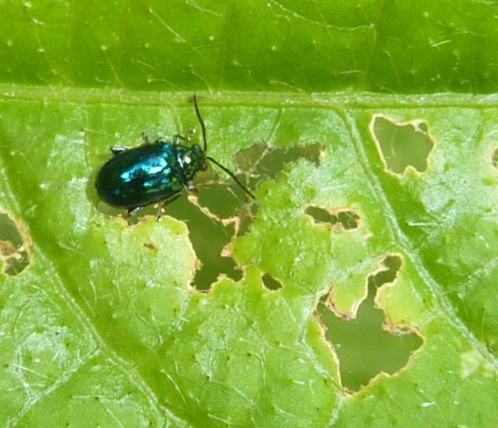 Flea beetle Flea Beetles How to Identify and Get Rid of Flea Beetles The Old