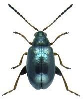 Flea beetle httpswwwkaeferderweltdeaphthonaeuphorbiae