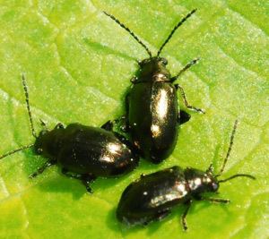 Flea beetle Flea beetles