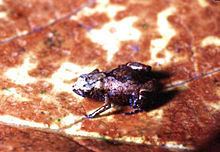 Flea-frog httpsuploadwikimediaorgwikipediacommonsthu