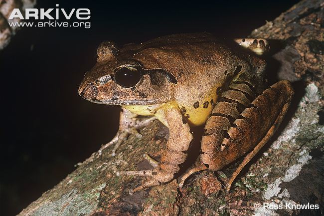Fleay's barred frog Fleay39s barredfrog videos photos and facts Mixophyes fleayi ARKive