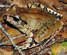 Fleay's barred frog httpsuploadwikimediaorgwikipediacommonsthu