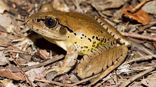 Fleay's barred frog Fleay39s Barred Frog Characteristics Habitat amp Breeding